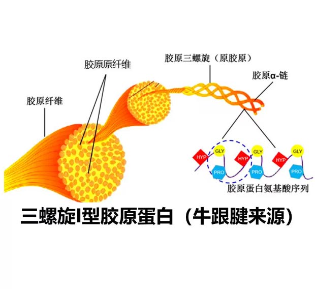 三螺旋牛跟腱I型胶原蛋白300KDa 水不溶